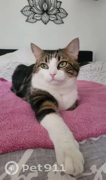 Chat perdu : Berlioz, 4 ans, Cours Berriat - photo