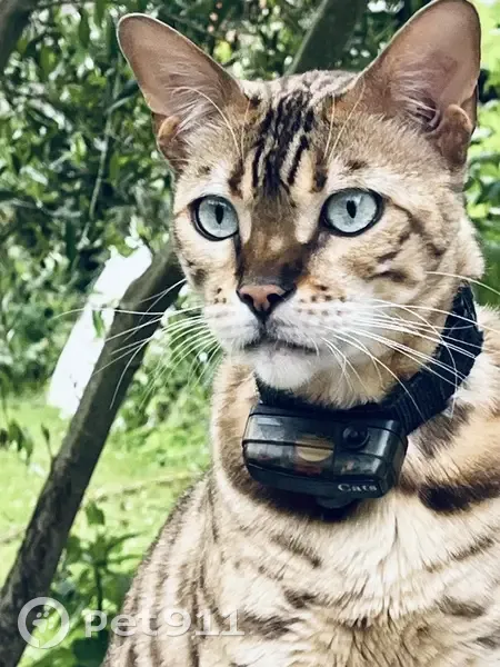 Chat perdu avec collier, St-Pierre-de-Manneville - photo