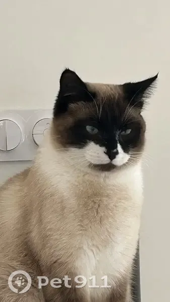 Chat siamois perdu à Peaugres : infos ? - photo