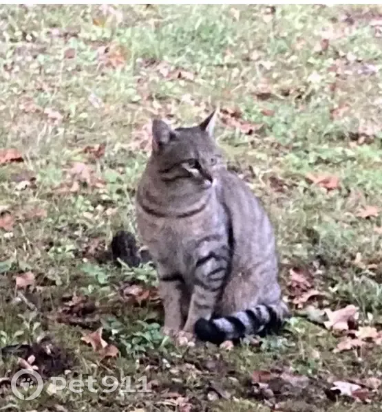 Chat tigré mâle trouvé à Cambes - photo