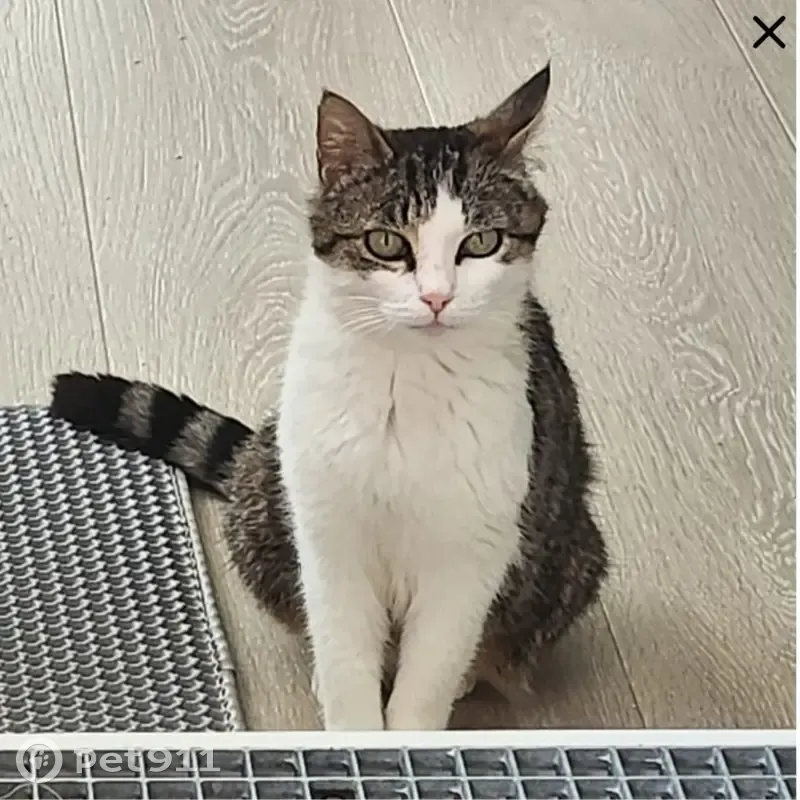 Chatte tigrée disparue, Rue des Vignes - photo