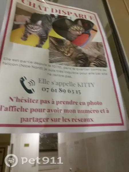 Chat gris tigré perdu à Nice - photo