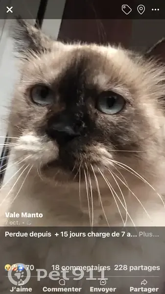 Chatte 7 ans disparue à Fréjus, non pucée - photo