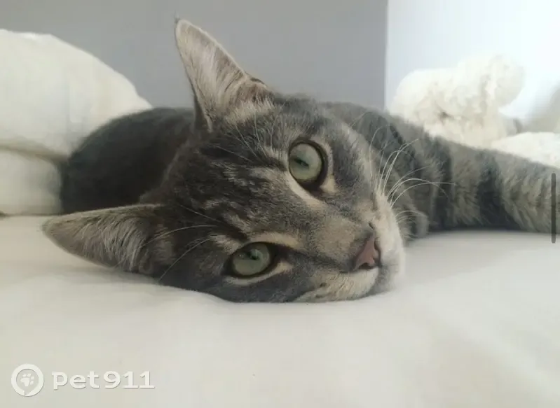 Chat perdu : mâle stérilisé, Sermérieu - photo