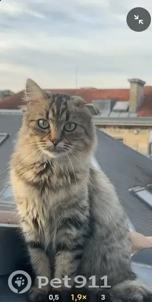 Chat trouvé sur toit à Bordeaux - photo