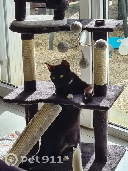 Chat noir Salem perdu, tatoué, 5 ans - photo