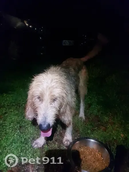 Chien griffon amaigri trouvé à St-Avit - photo