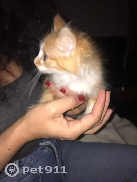 Chaton trouvé rue de Jouannet, Combrand - photo