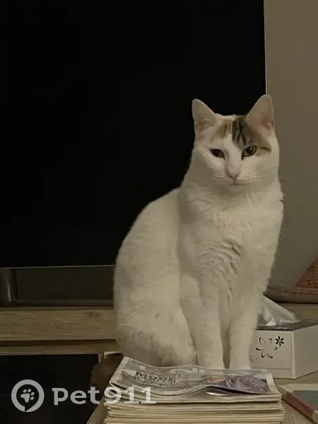 Patcha, chatte européenne disparue - photo