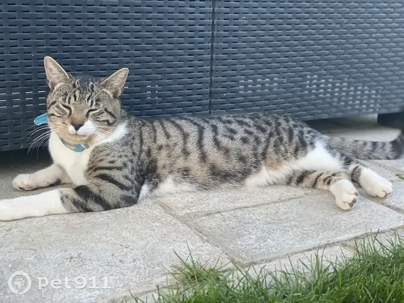 Chat perdu : Taïko, mâle tigre et blanc - photo