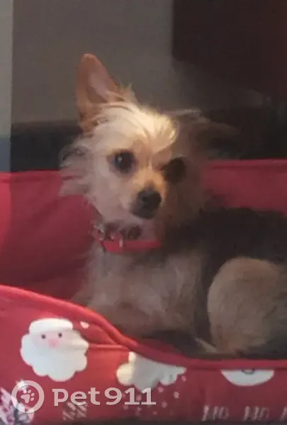 Chorkie perdue à Josse, aide recherchée - photo