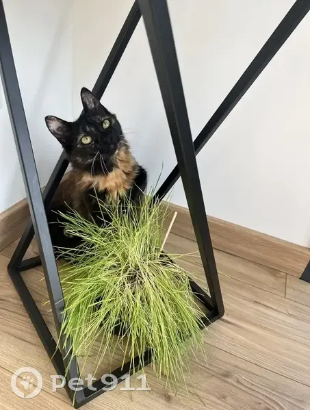 Chatte écaille disparue à Mérignac Arlac - photo