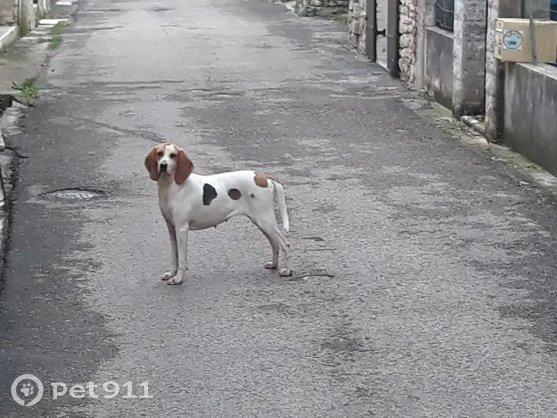 Chien Porcelaine errant à Canaules - photo