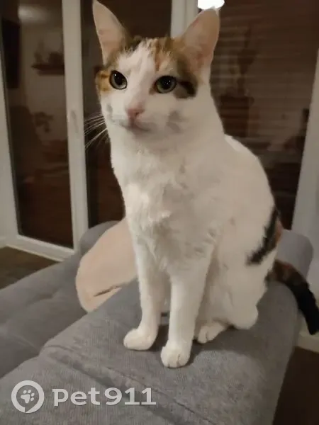 Chat Européen perdu à Romagnat - photo