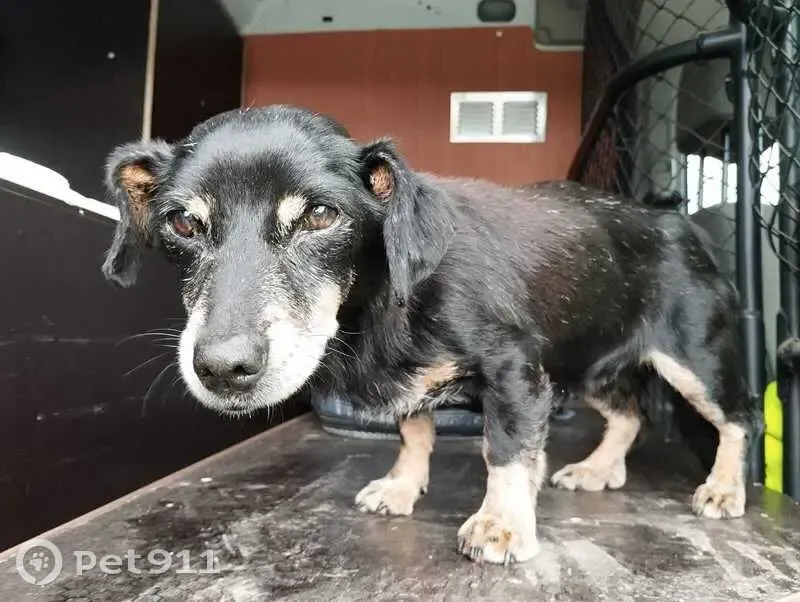 Chienne type teckel trouvée à Saint-Laurent - photo