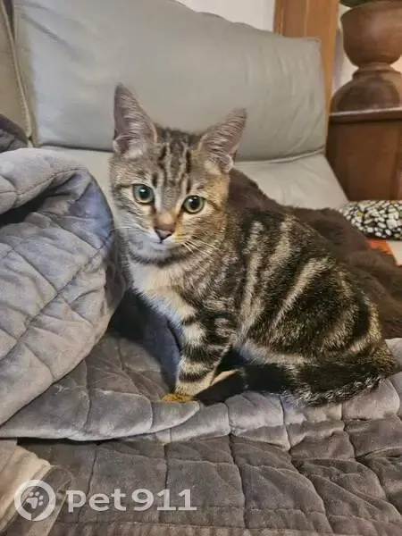 Chaton tigré trouvé, transféré à Oh Look Toutou - photo