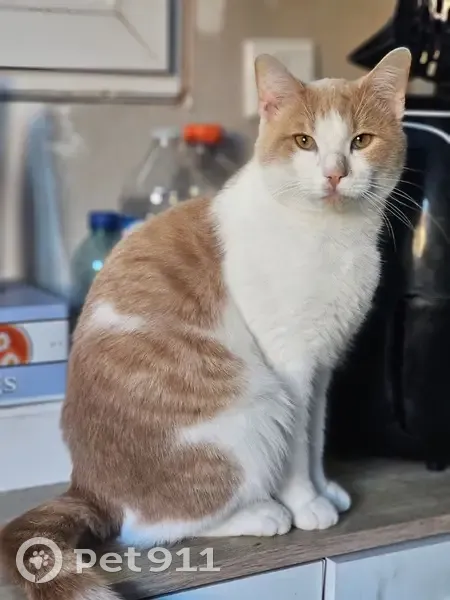 Chat roux et blanc perdu à Nœux-les-Mines - photo
