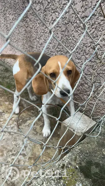 Beagle femelle perdue à Albon - photo