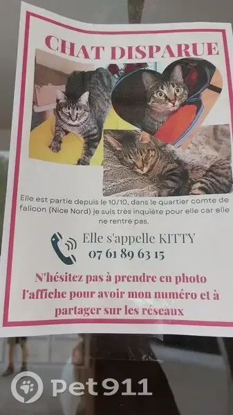Chat perdu, inquiétude à Nice - photo