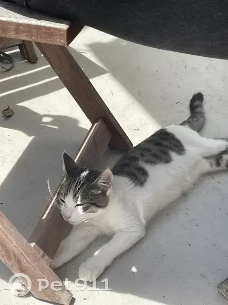 Chat mâle 7 mois disparu à Montreuil - photo