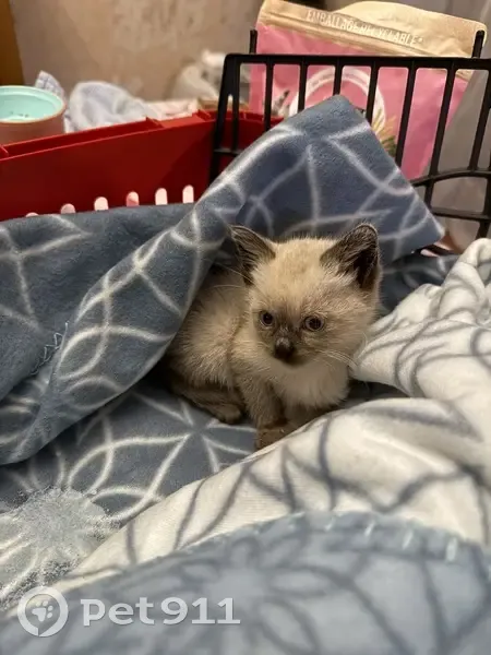 Chaton trouvé à Terville, apeuré sur route - photo