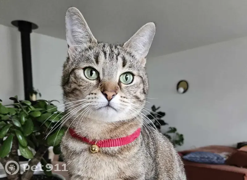 Chat perdu à Eysines : Pomodoro recherché - photo