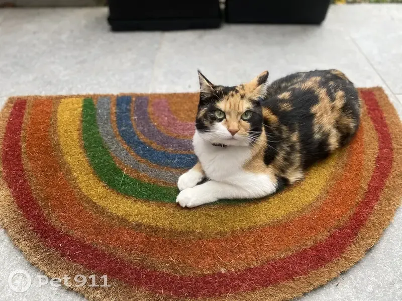 Chatte perdue à Blagnac, collier rose - photo