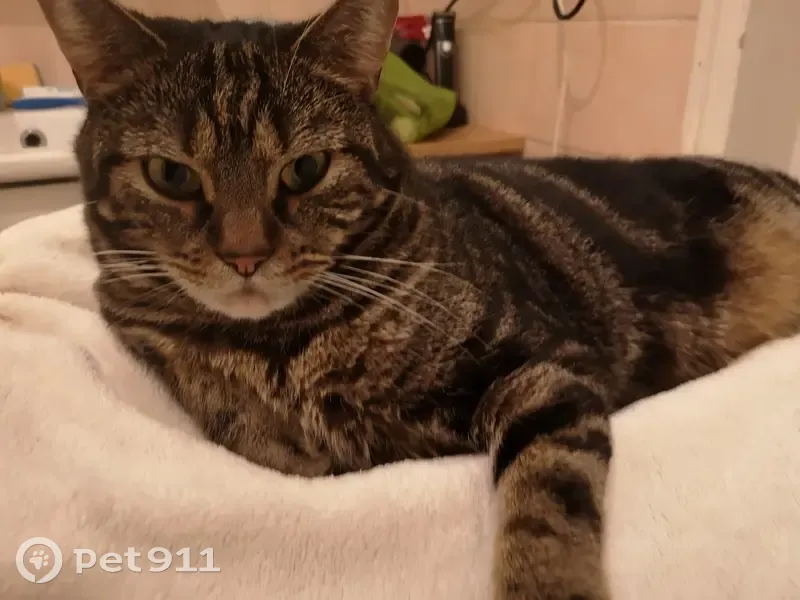 Chat tigré 10 ans perdu à Rennes - photo