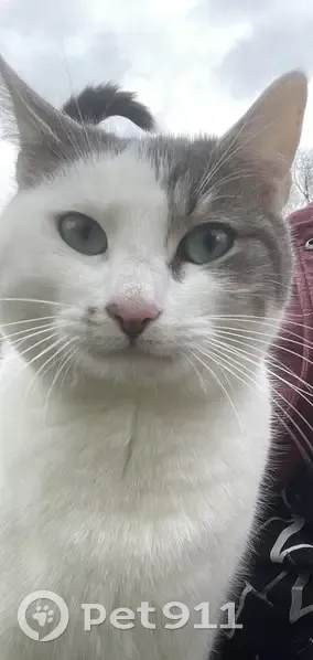 Chat européen gris blanc perdu à Souchez - photo