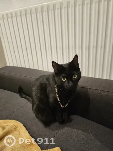 Chat noir Salem perdu près de l'école - photo