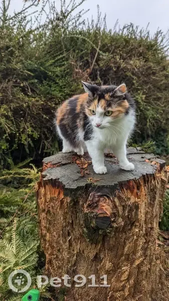 Chatte écaille de tortue perdue à Brunoy - photo