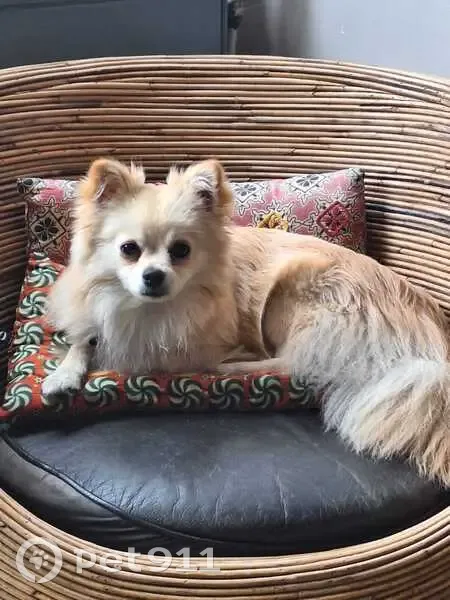Petit chien beige perdu à Suresnes - photo