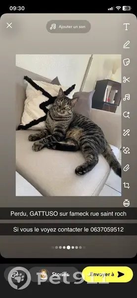 Chat perdu à Fameck, rue Saint-Roch - photo