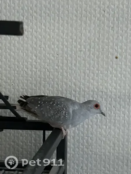 Colombe perdue Coco à Tergnier - photo