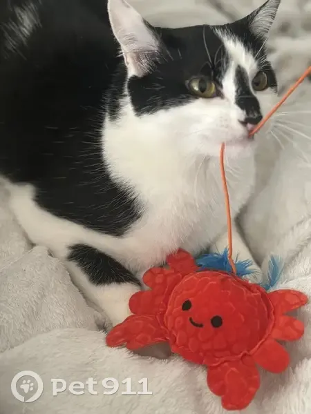 Jeune chatte Méo disparue à Colomiers - photo