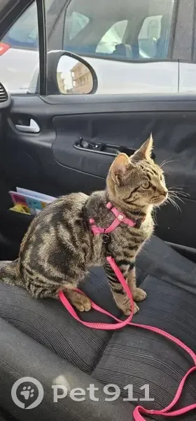Petite chatte tigrée perdue à Porto-Vecchio - photo