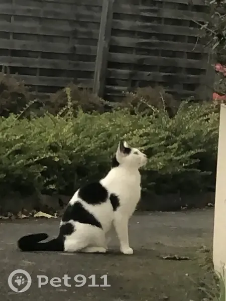 Chat aperçu au 9 rue Jean Louis Bagot - photo