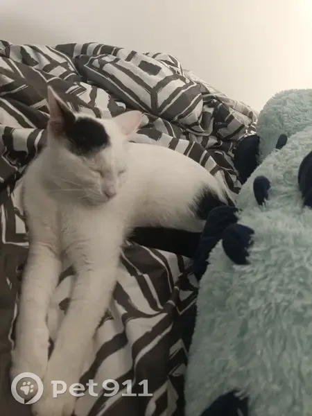 Chat perdu à Lattes, Occitanie - photo