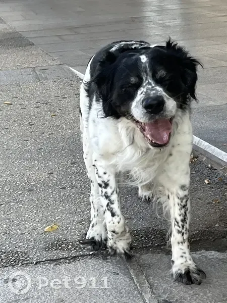 Épagneul breton trouvé à la gare de Reims - photo