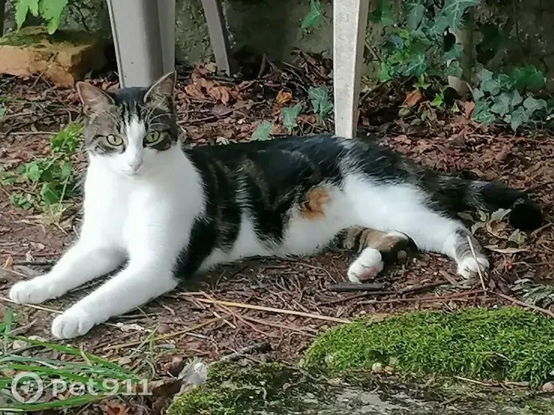 Chat perdu à Nancy, quartier Pépinière - photo