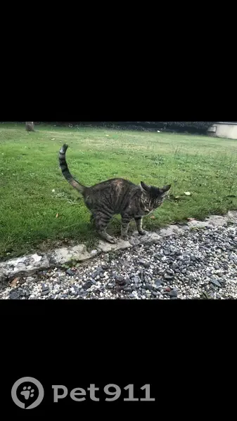 Chatte tigrée disparue à Chemazé - photo