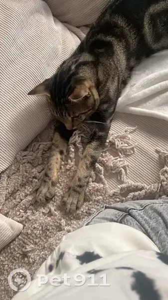 Jeune chat tigré disparu à Paris - photo