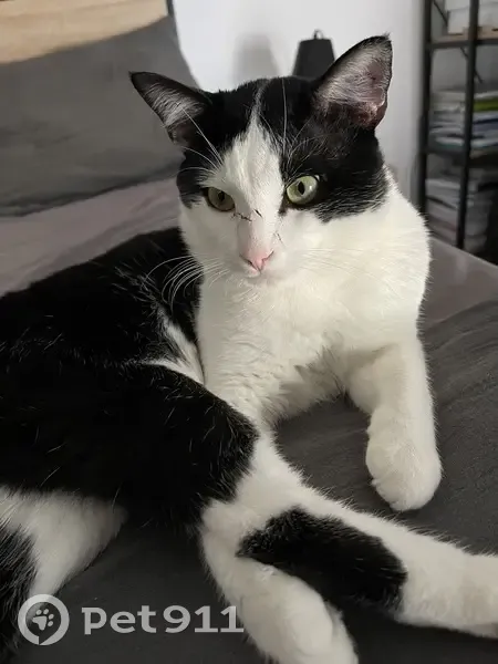 Chat perdu à Talence : Nine introuvable - photo