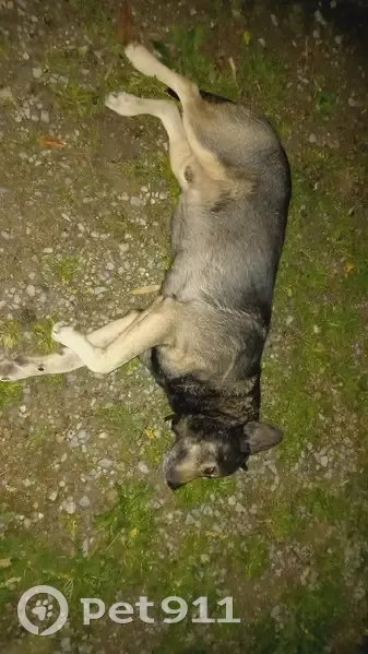 Chien errant trouvé, rue André Bourrely - photo