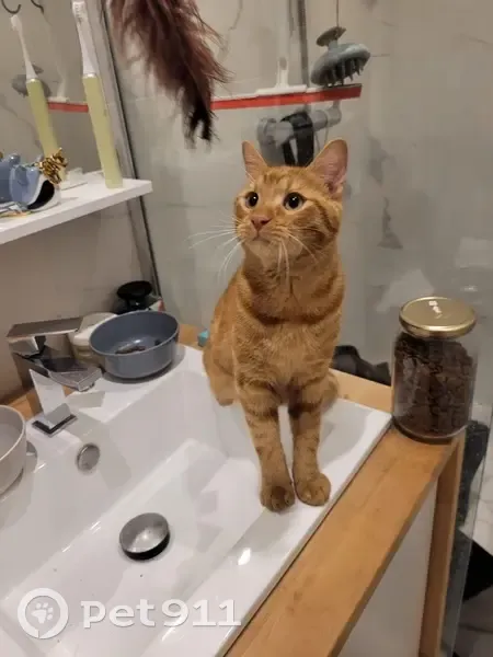 Chat mâle trouvé sous voiture à Paris 19e - photo