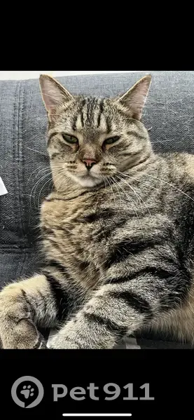 Chat perdu : Gros européen Chemin Vert - photo