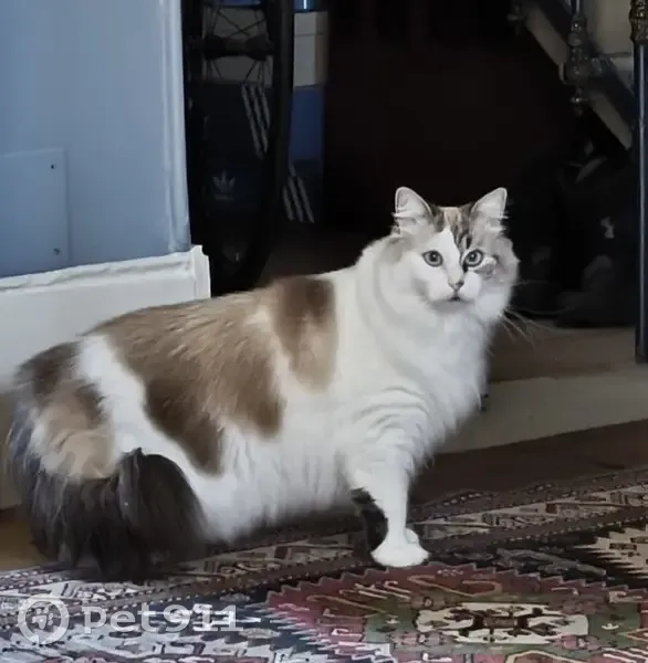 Chat perdu : Gélule, blanc/marron, Libourne - photo