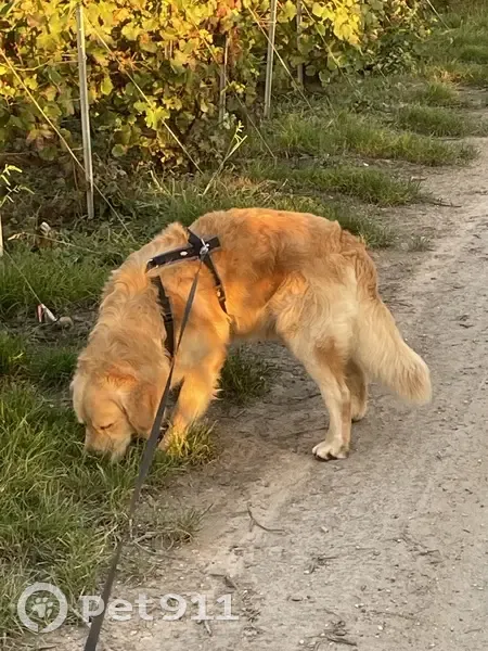 Golden retriever sable perdu à Champillon - photo