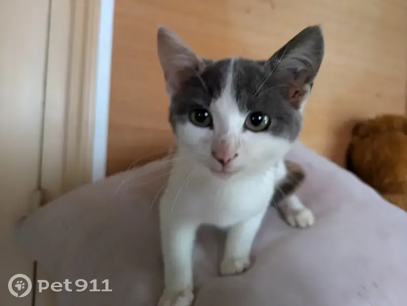 Chaton femelle trouvé à Celles-sur-Belle - photo