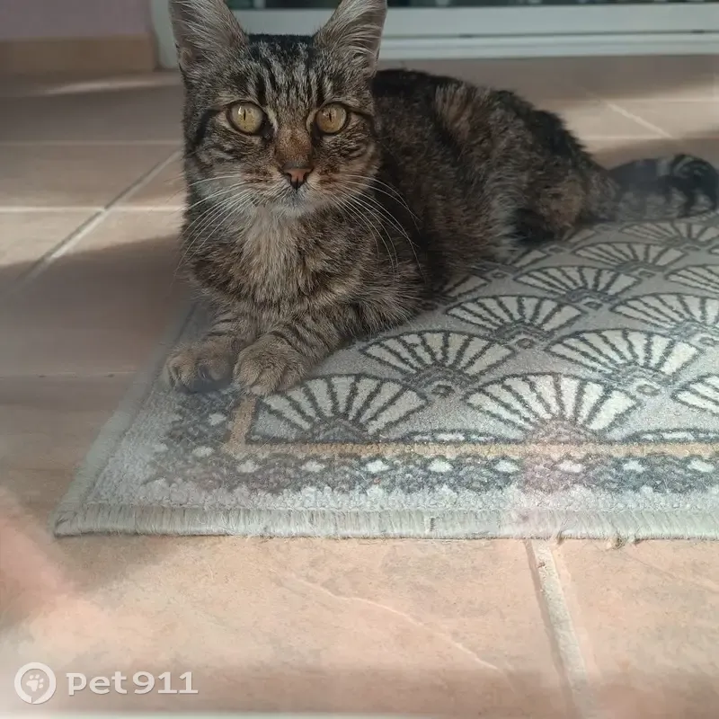 Chat trouvé Rue des Oliviers, Laroque - photo